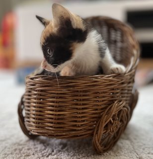 Honey Bon-bon  - Domestic Short Hair Cat