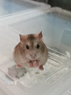 Fluffy  - Roborovsky's Hamster Hamster