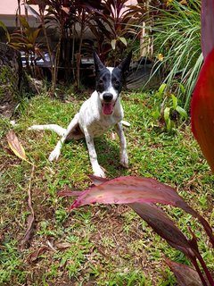 Muffin - Mixed Breed Dog