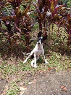 Muffin - Mixed Breed Dog