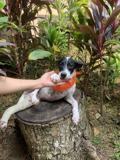 Muffin - Mixed Breed Dog