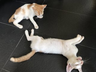 Zumba  (Zazu &amp; Zina) - Domestic Short Hair Cat