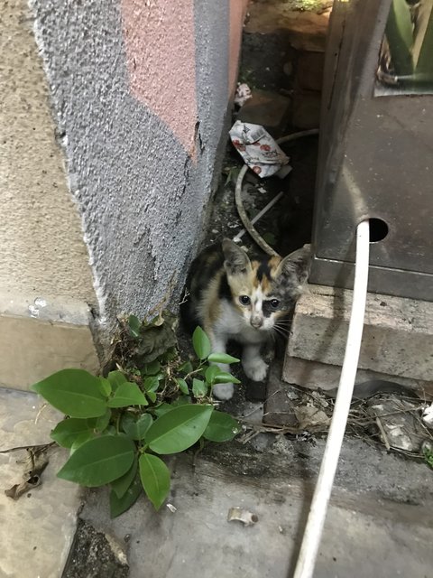 Pixie  - Domestic Short Hair Cat