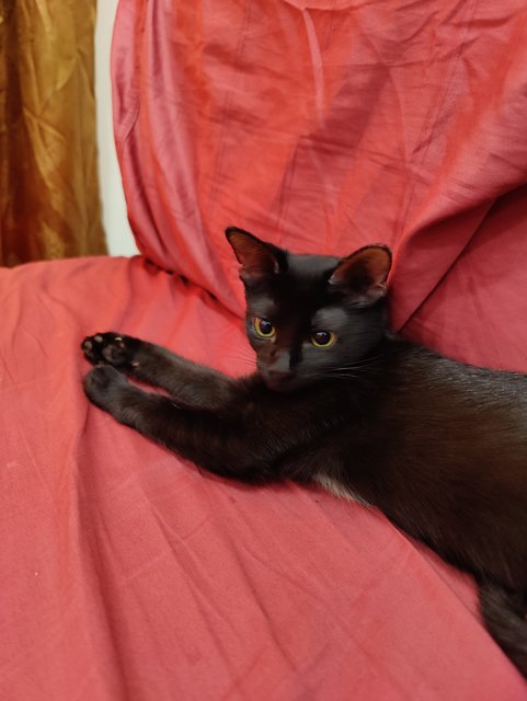 Kiwi - Bombay Cat