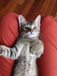 ⭐ Habuk - Domestic Short Hair Cat