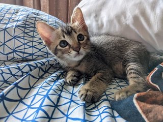 ⭐ Habuk - Domestic Short Hair Cat