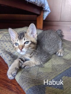 ⭐ Habuk - Domestic Short Hair Cat