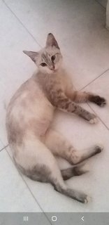 10 Months Siamese  Cat - Siamese Cat