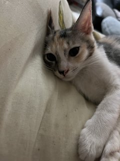 Calico - Domestic Short Hair + Domestic Medium Hair Cat