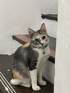 Calico - Domestic Short Hair + Domestic Medium Hair Cat