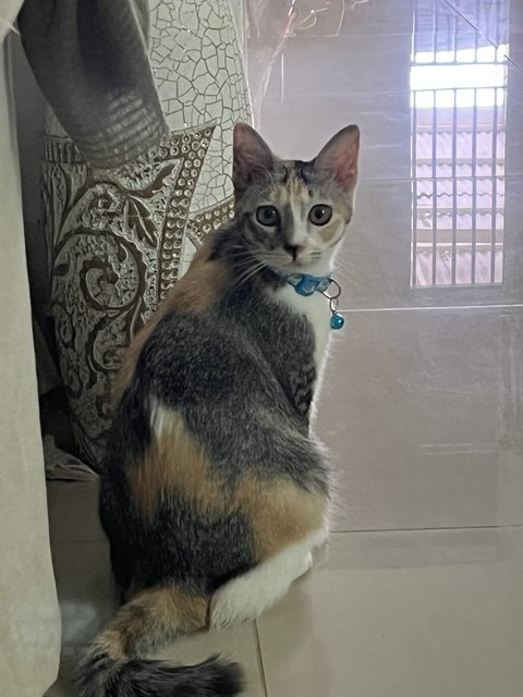 Calico - Domestic Short Hair + Domestic Medium Hair Cat