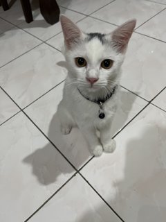 Tallgi - Domestic Short Hair Cat