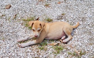 Cheerful❤️ - Mixed Breed Dog