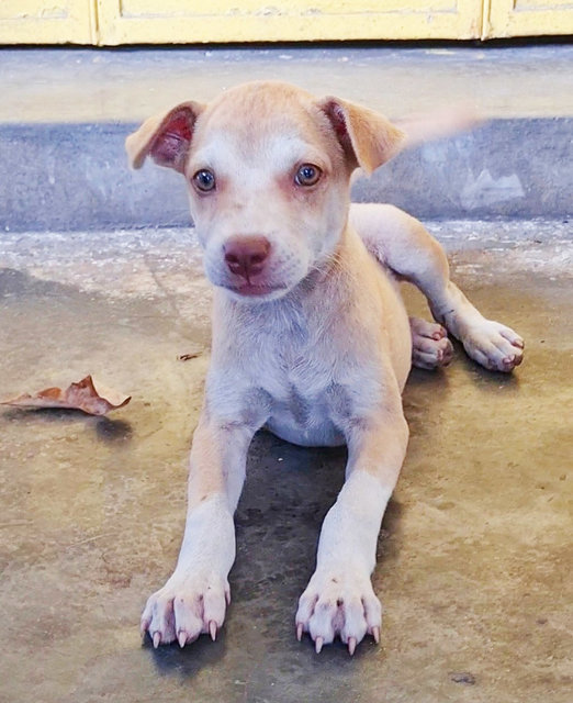 Cheerful❤️ - Mixed Breed Dog