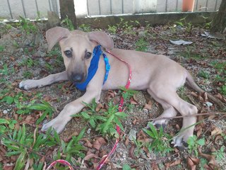 Texas🐶 - Mixed Breed Dog