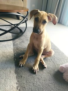 Texas🐶 - Mixed Breed Dog