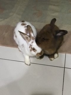 Repa - Rex + Lionhead Rabbit