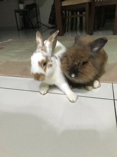 Repa - Rex + Lionhead Rabbit