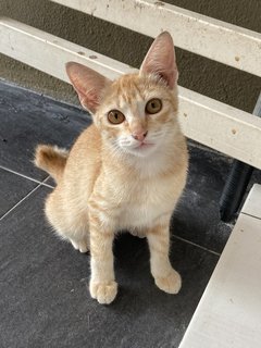 Merlin, Mirabel &amp; Mary Jane - Domestic Short Hair Cat