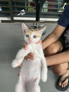 Brownie - Domestic Short Hair Cat