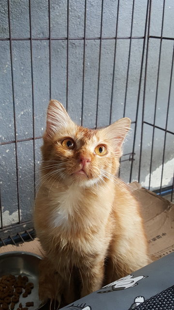 Ginger Cat  - Domestic Long Hair Cat