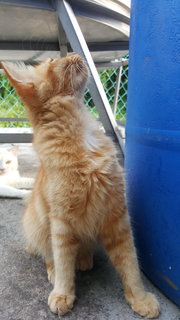 Ginger Cat  - Domestic Long Hair Cat