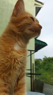 Ginger Cat  - Domestic Long Hair Cat