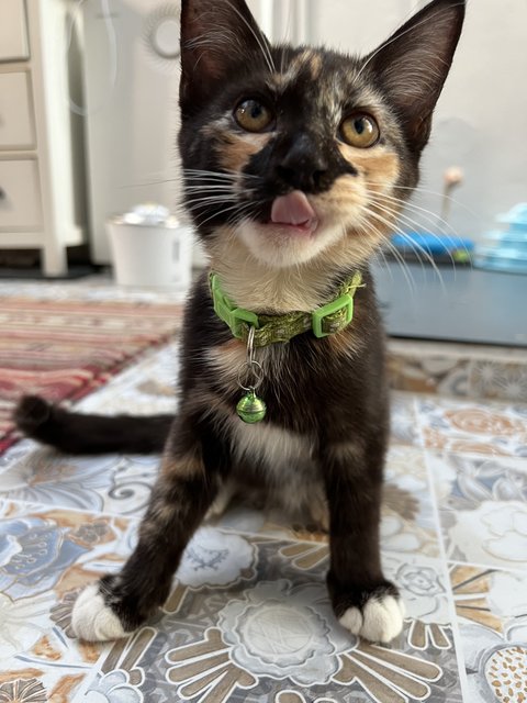 Paris - Maine Coon + Domestic Long Hair Cat