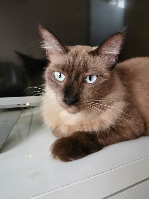 Bear - Domestic Long Hair Cat