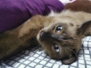 Bear - Domestic Long Hair Cat