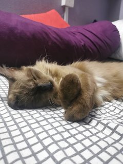 Bear - Domestic Long Hair Cat