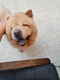 Chow-chow China - Chow Chow Dog