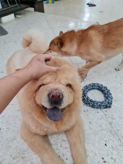 Chow-chow China - Chow Chow Dog