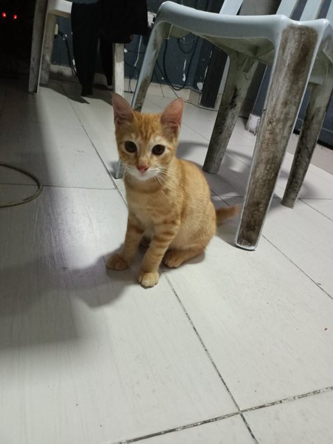 Oyen - Domestic Short Hair Cat