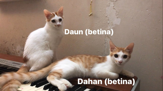 Daun&amp;dahan - Domestic Short Hair Cat