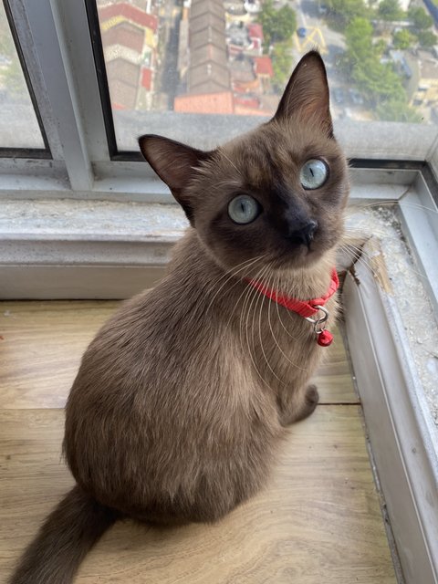 Deva  - Domestic Medium Hair + Domestic Long Hair Cat