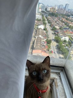 Deva  - Domestic Medium Hair + Domestic Long Hair Cat