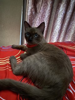 Deva  - Domestic Medium Hair + Domestic Long Hair Cat