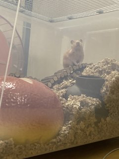 Riri - Syrian / Golden Hamster Hamster