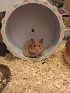 Riri - Syrian / Golden Hamster Hamster