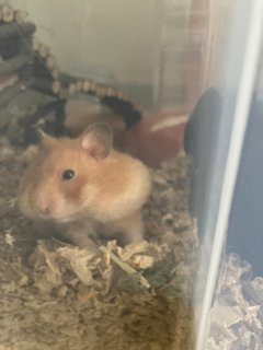 Riri - Syrian / Golden Hamster Hamster