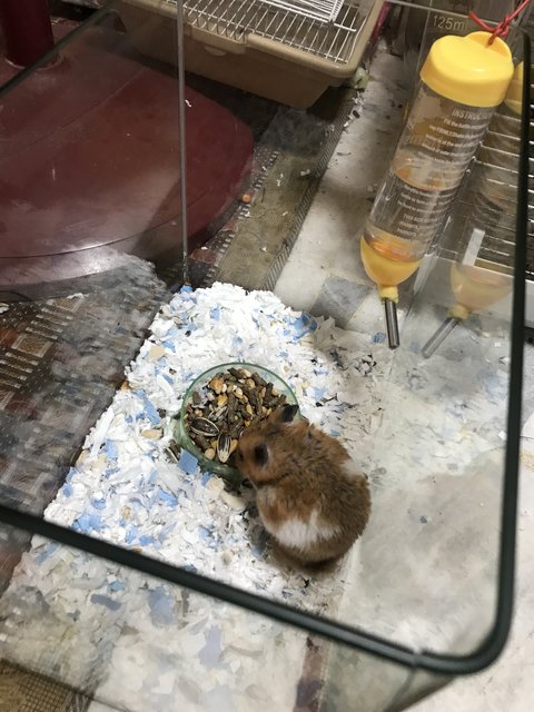 Mr. Brown - Syrian / Golden Hamster Hamster