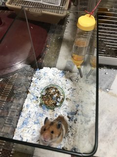 Mr. Brown - Syrian / Golden Hamster Hamster