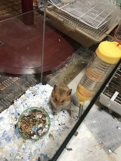 Mr. Brown - Syrian / Golden Hamster Hamster