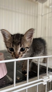 The Triplets 🫶🏼 - Domestic Short Hair Cat