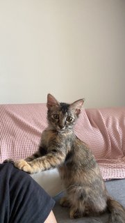 Mini The Kitten - Domestic Long Hair Cat