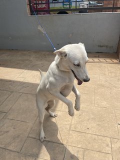 Xiaobai  - Mixed Breed Dog