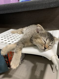 Pixie - Scottish Fold + Domestic Medium Hair Cat