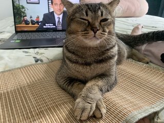 Pixie - Scottish Fold + Domestic Medium Hair Cat