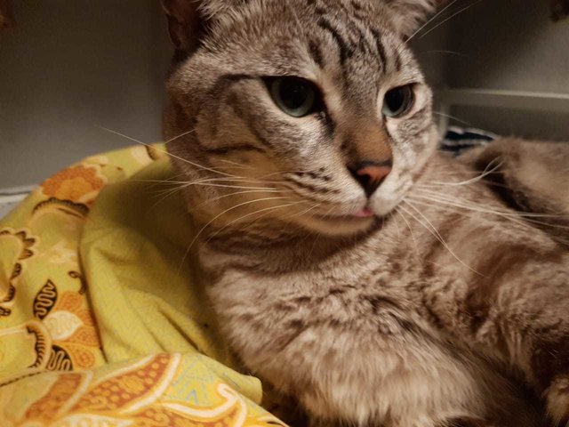 Handsome Tabby - Domestic Short Hair + Bobtail Cat